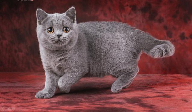 猫咪的寿命有多久？你家猫主子能陪你多少年？｜再见宝贝宠物关爱-ZH中文网