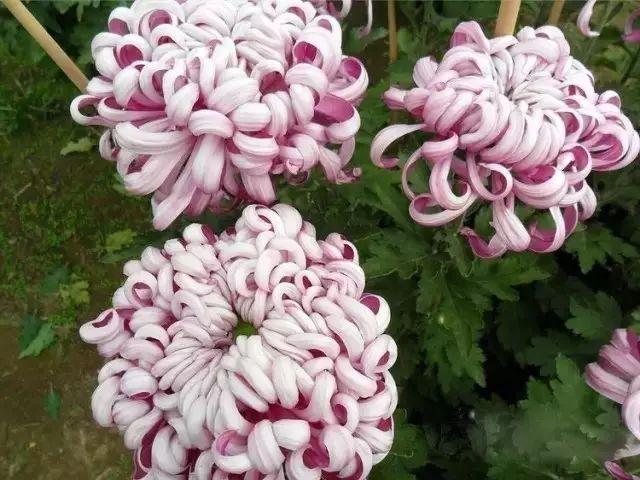 菊花的颜色