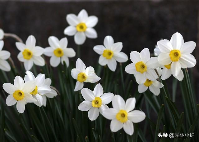 水仙花有毒吗可以在室内养吗