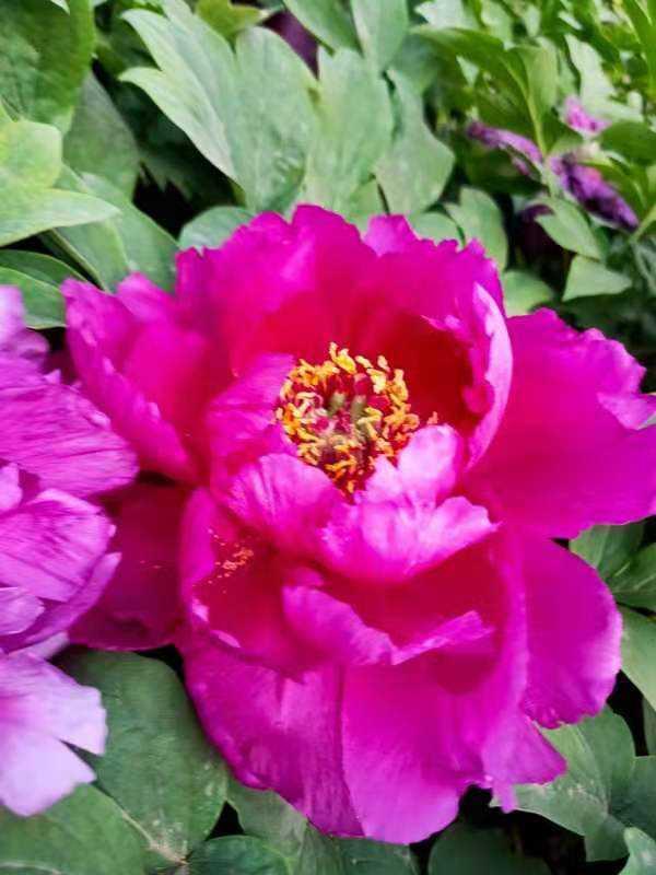 花卉名称