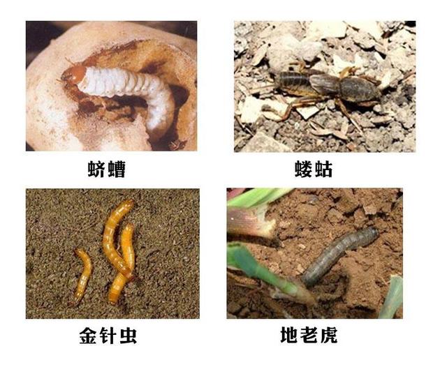 花生总是被蛴螬祸害？一招儿解决一季无虫！1