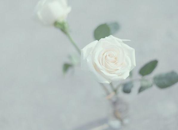 白玫瑰的花语是什么-第1张图片