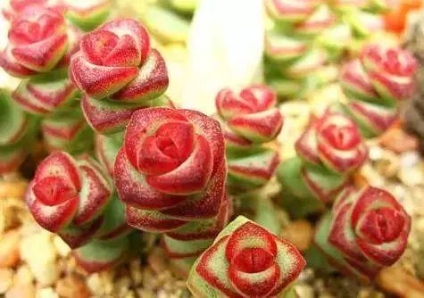 多肉植物图谱 多肉植物图谱