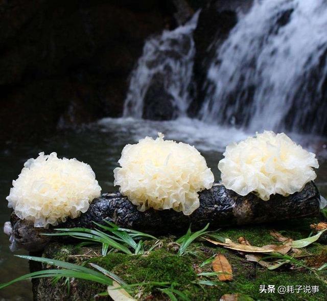 女性应该多吃一些滋阴润燥的食物