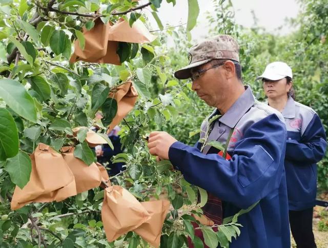 苹果树7到9月份用药方案介绍！收藏4