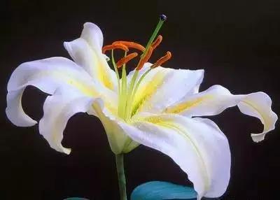 50种浪漫鲜花花语大全 50种浪漫鲜花花语大全（50种浪漫鲜花花语大全图片） 生活