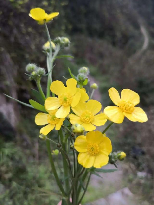 春天的野花