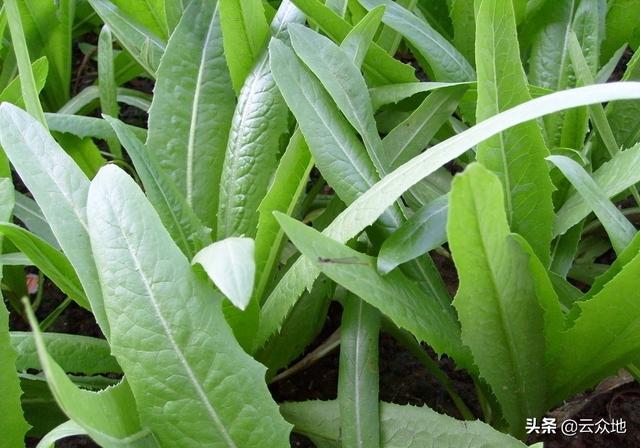 油麦菜霜霉病发生后要早防治，合理配药、科学施药效果加倍3