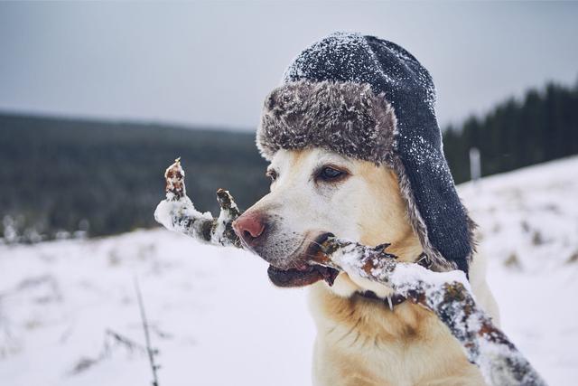 拉布拉多猎犬