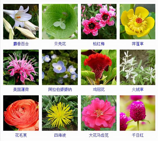 观花植物 观花植物（木本观花植物） 生活
