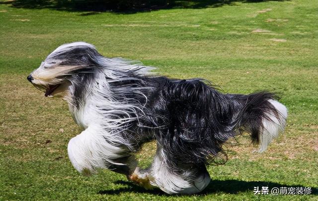 长须牧羊犬 长须牧羊犬（古代长须牧羊犬） 动物