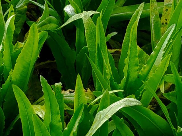 高温高湿，油麦菜感染细菌性叶斑病，及时防治来得及