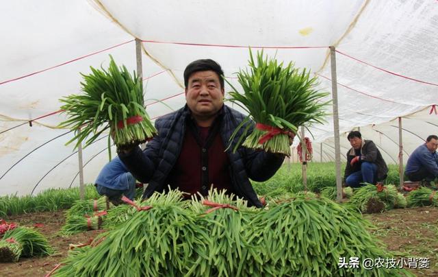 地里的韭菜经常黄叶干尖怎么办？8种常见原因和解决方法要知道10