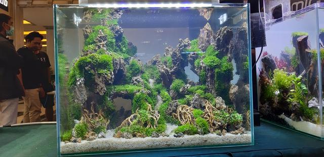 草缸造景