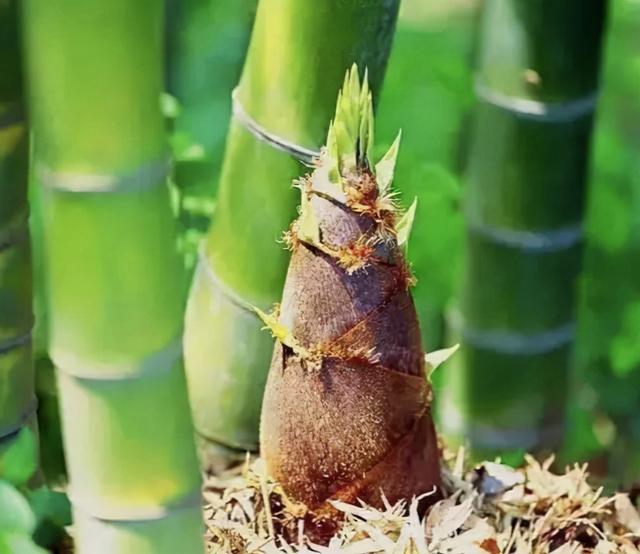 如何栽培出又粗又壯的竹筍呢 做好這幾個步驟 竹筍長勢特別大 Zh中文網