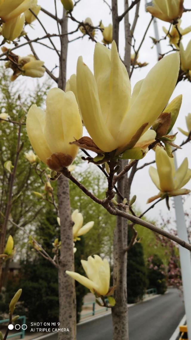 黄玉兰 黄玉兰（黄玉兰居士） 生活