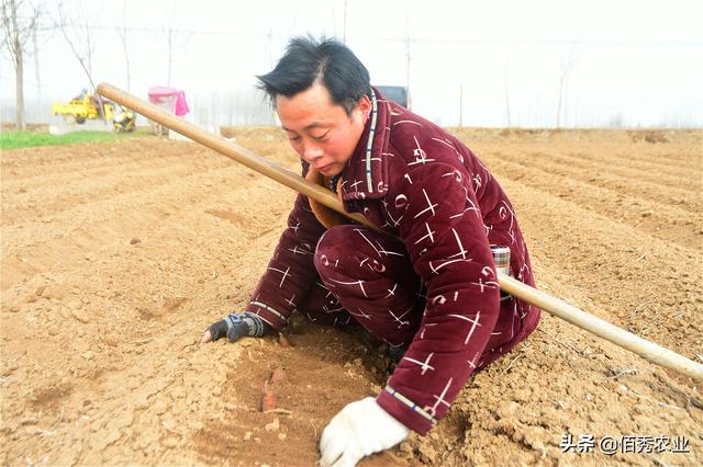 2月份中药材白术管理要点，做好3个步骤，一年不愁杂草危害2