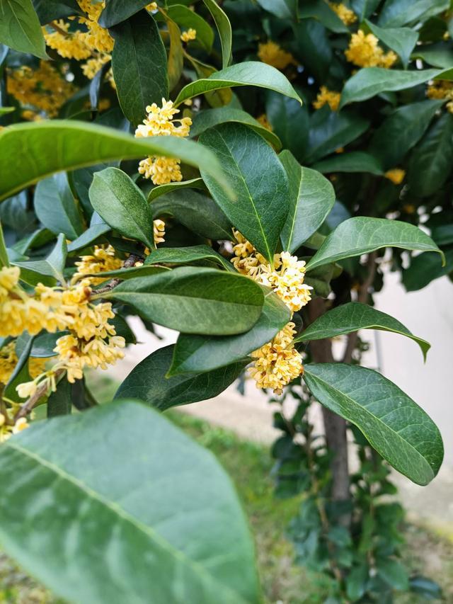 桂花树真实图片唯美图片