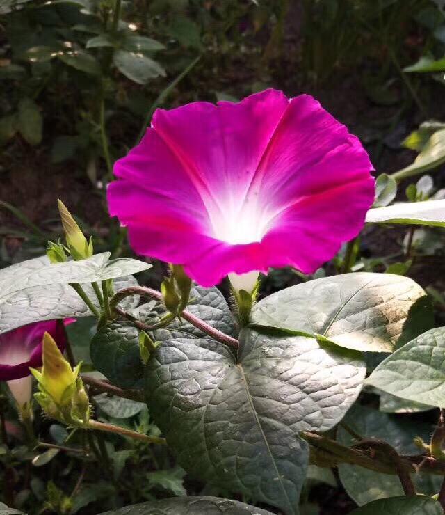 花卉种类