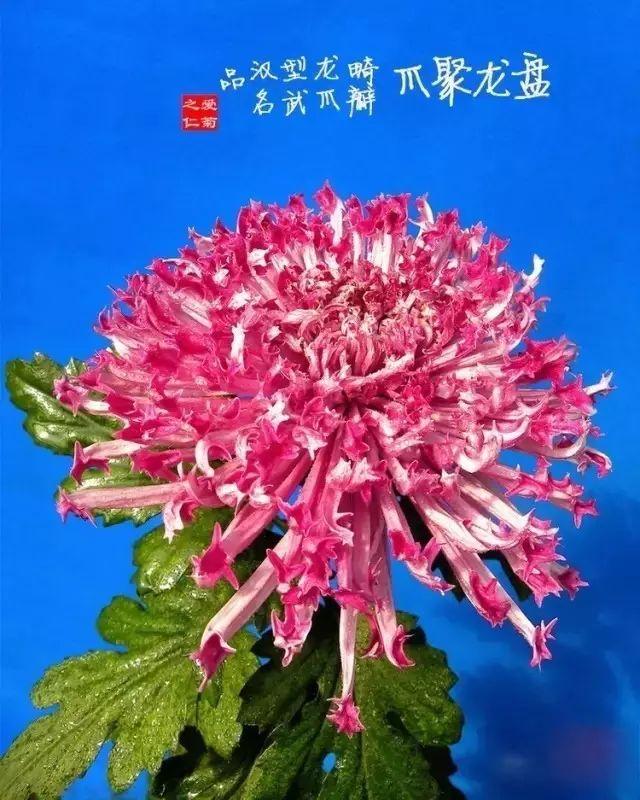 菊花的颜色