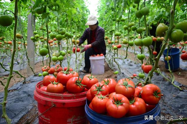 西红柿，白菜，茄子生病了？自制抗病抗虫杀菌剂，苗期一喷都羡慕16