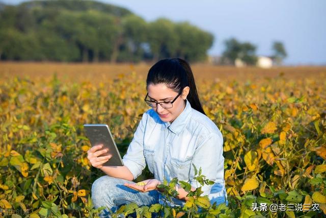 大豆总是重茬？施肥多却产量低？学会一个办法，轻松增产增收2