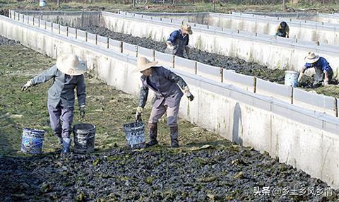 演示 蟾蜍的养殖（蟾蜍的基本操作综合实验） 动物