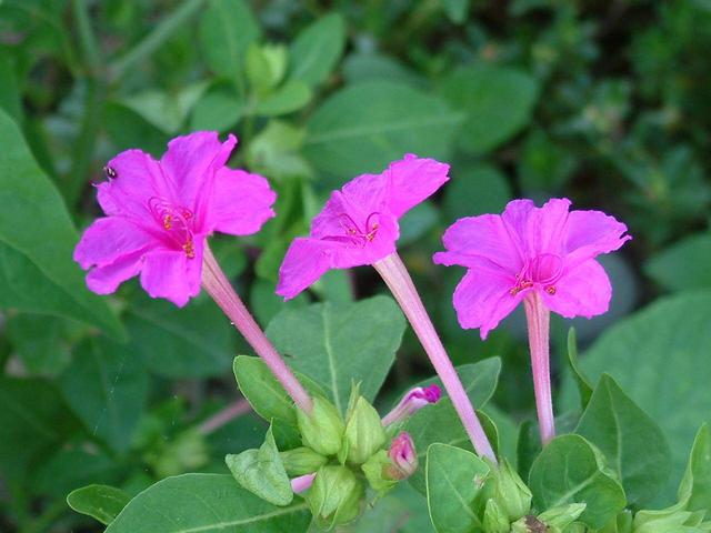 紫茉莉 紫茉莉（紫茉莉图片大全大图） 生活