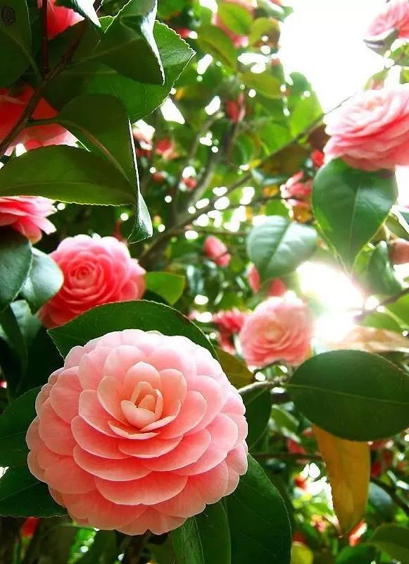山茶花 山茶花（山茶花的花语） 生活