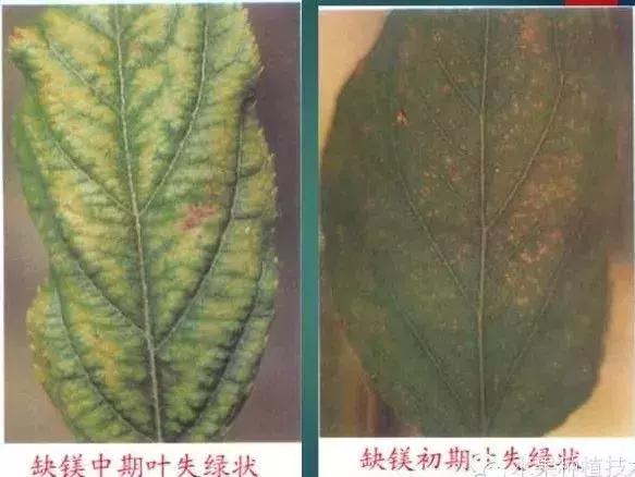 图文详解：苹果树常见8种缺素症表现+防治16