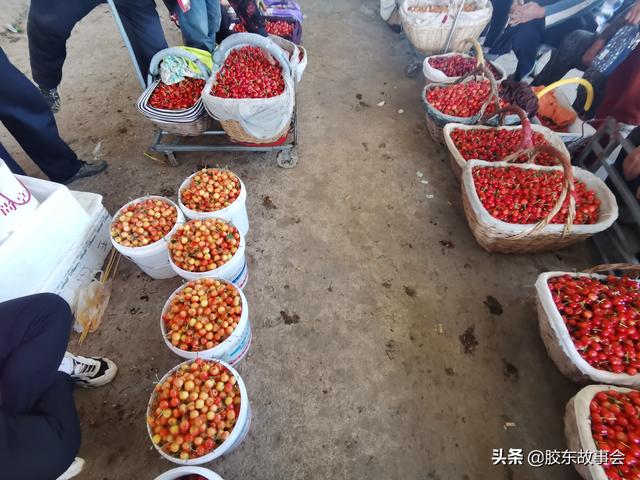 烟台大樱桃早熟品种批量上市，看张格庄市场的收购场景8