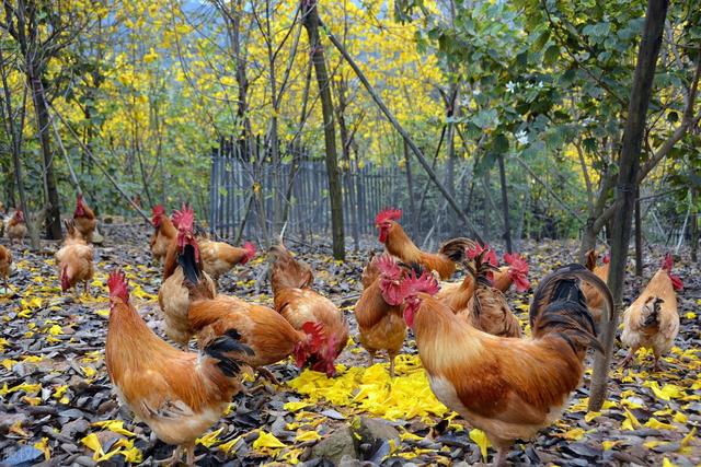 田园诗有哪些古诗（十首田园风味的唐人绝句）