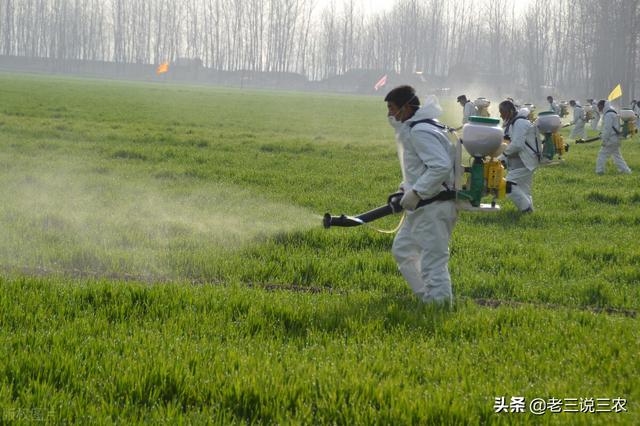 一个办法！解决小麦白粉病、纹枯病、锈病、赤霉病，亩收1200斤5