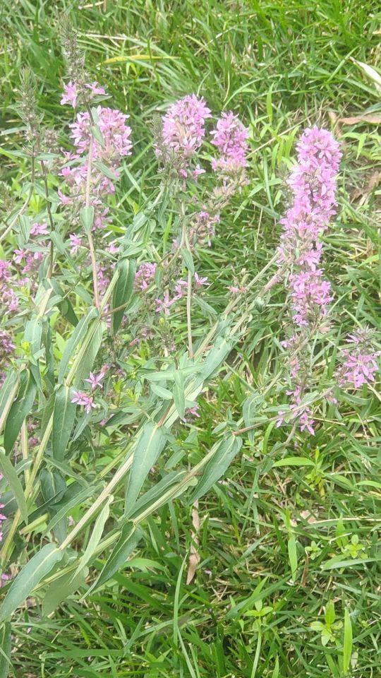 湿地花境景观 水枝锦 全网搜