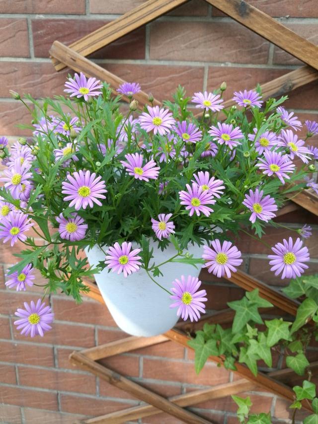 花卉种类