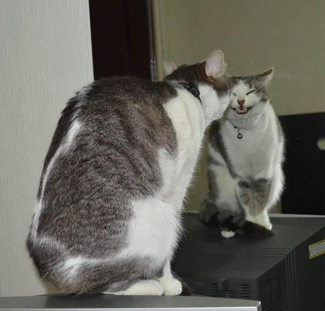 猫照片