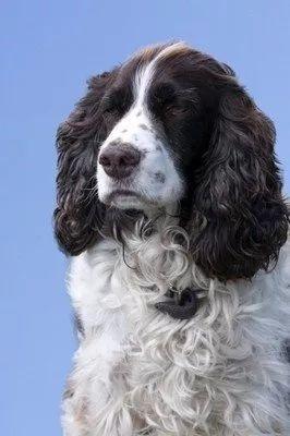 英国跳猎犬