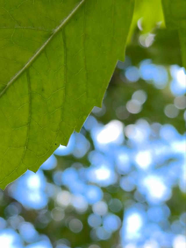 意不意外? 华为P50 Pro首测2: 网友要求再拍10组对比, 逼出它影像极限
