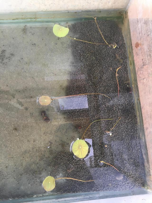 太阳能鱼缸过滤机