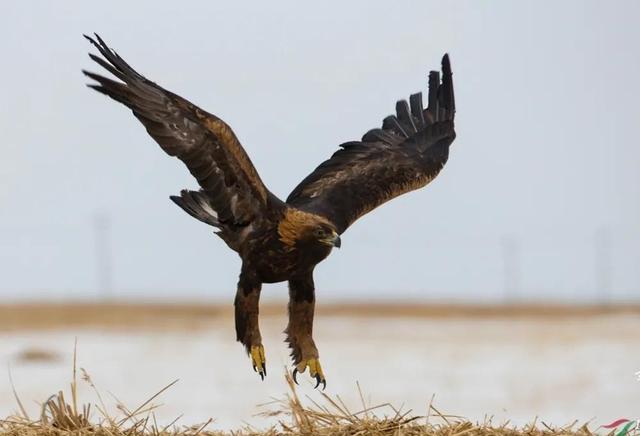日本女孩挖筍時離奇失蹤 警犬搜索時詭異行爲 引發無數猜想 Zh中文網