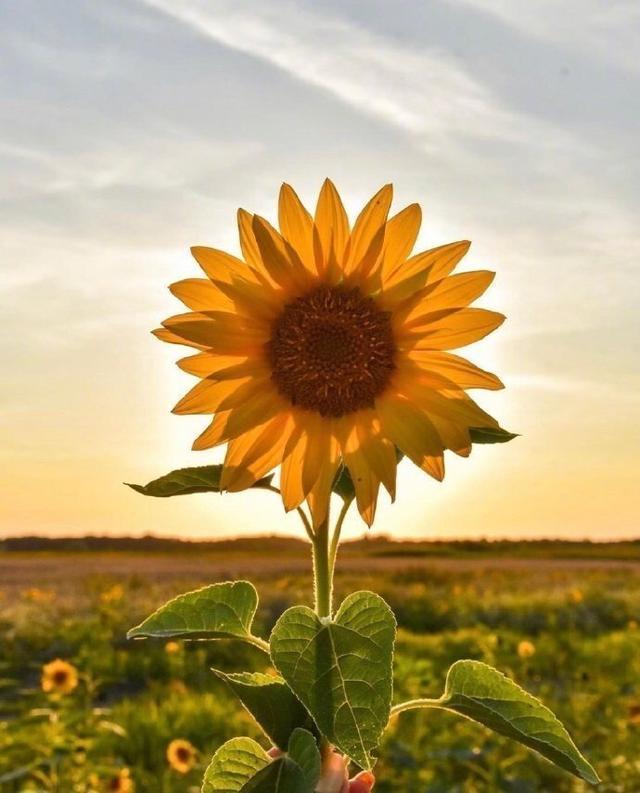 2020早安精美语录(早安心情语录2020最新励志)_手工miao