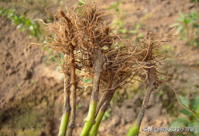 种植瓜果蔬菜，如何解决死苗死棵、烂根烂茎、萎枯猝倒的难题？4