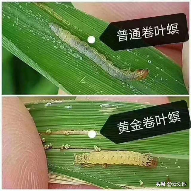 水稻卷叶虫严重，50-60%白叶了，用什么药防治？多个好配方能防治4