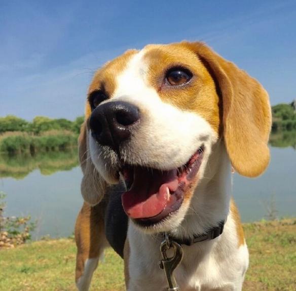 幼崽狗狗一天怎么喂养(猎兔犬幼崽怎么喂养)-艾拉养犬