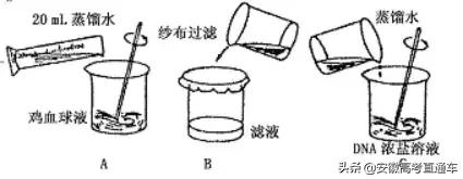 酵母菌属于什么生物