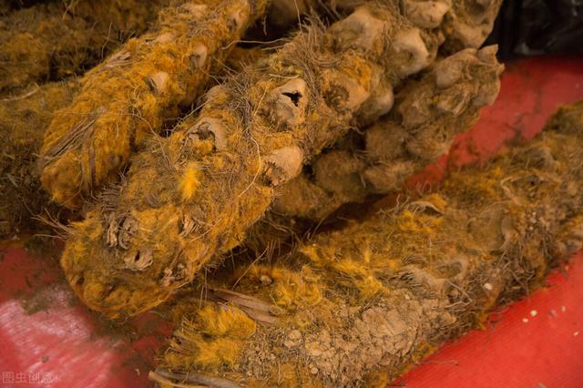 木瓜丸——既可舒筋活络、祛风止痛，又可气血双补，让你远离湿寒