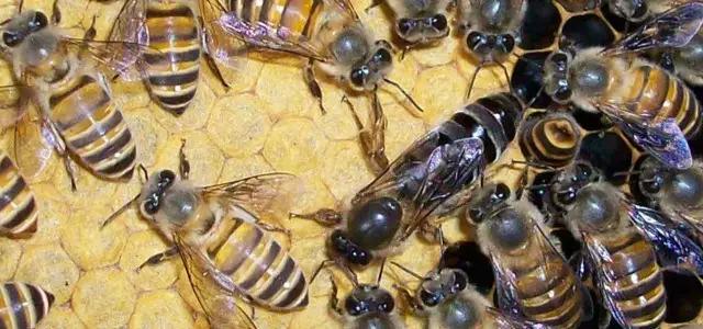 买一只蜂王就可以引来蜜蜂吗（买一只蜂王怎么养）