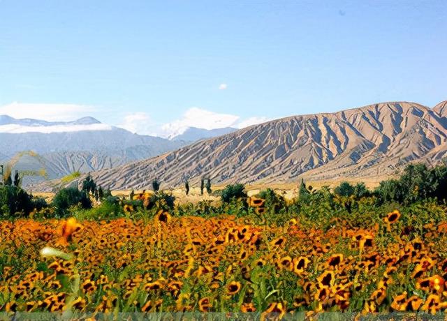 雪菊—你应该了解的几个知识点