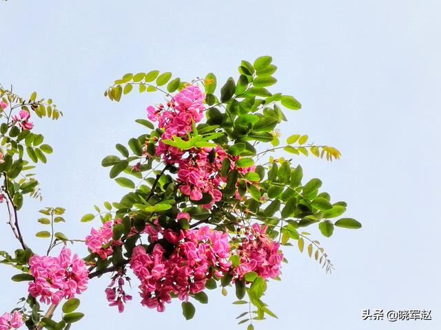 红花槐 红花槐（红花槐树图片） 生活