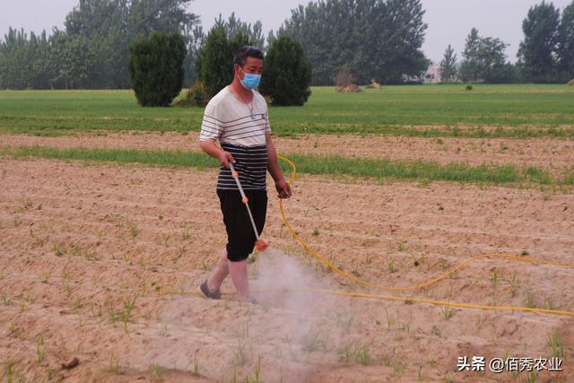 除草剂怎么才能用出好效果？选对喷药时机，田间杂草轻松搞定4